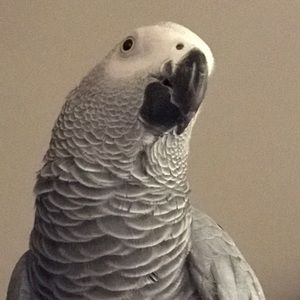 Meet your Posher, Ming